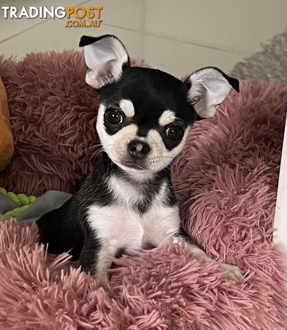 Purebred applehead chihuahua