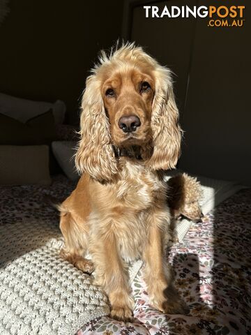 cocker spaniel puppy