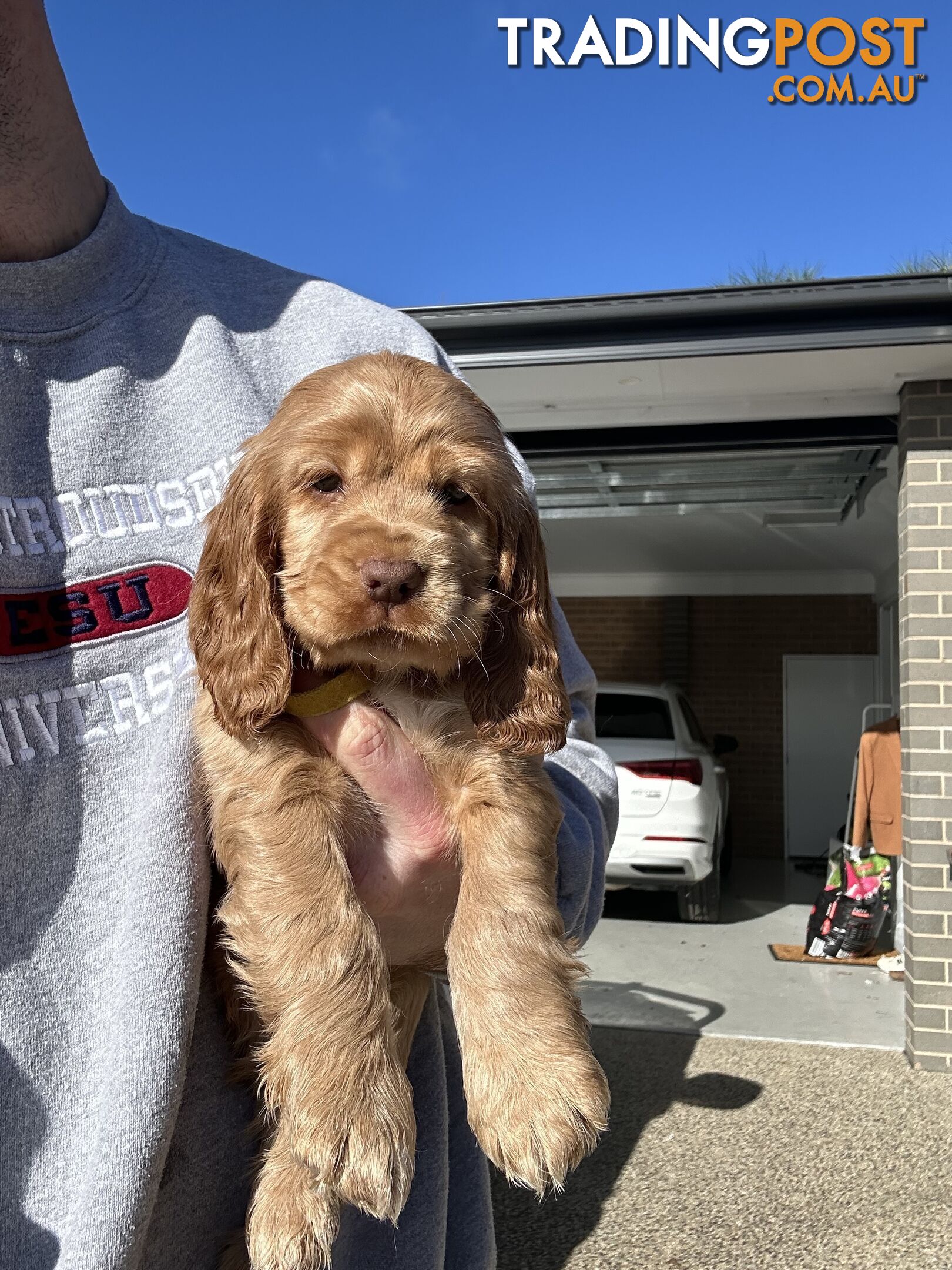 cocker spaniel puppy