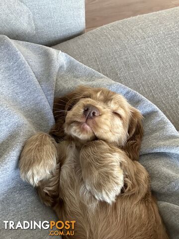 cocker spaniel puppy