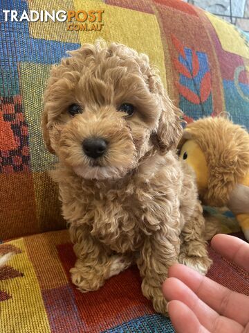 POOCHON/ Bichoodle Toy size 5.5 - 8kg Poodle Dad Bichon mum