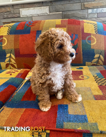 POOCHON/ Bichoodle Toy size 5.5 - 8kg Poodle Dad Bichon mum