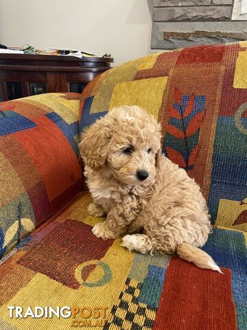 POOCHON/ Bichoodle Toy size 5.5 - 8kg Poodle Dad Bichon mum