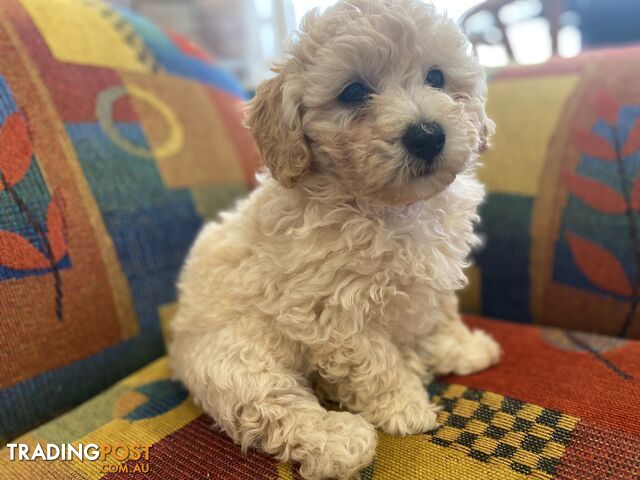 POOCHON/ Bichoodle Toy size 5.5 - 8kg Poodle Dad Bichon mum