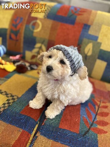 POOCHON/ Bichoodle Toy size 5.5 - 8kg Poodle Dad Bichon mum