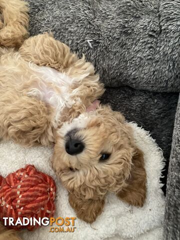 POOCHON/ Bichoodle Toy size 5.5 - 8kg Poodle Dad Bichon mum