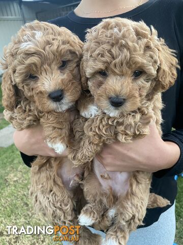 POOCHON/ Bichoodle Toy size 4.5-8kg Poodle Dad Bichon mum