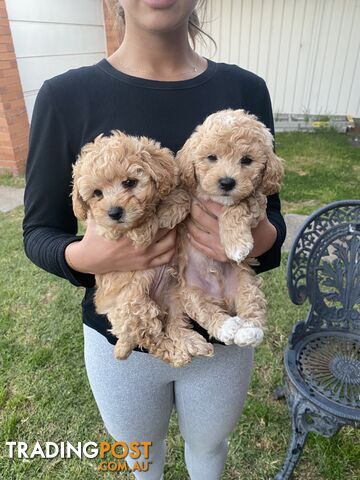 POOCHON/ Bichoodle Toy size 4.5-8kg Poodle Dad Bichon mum