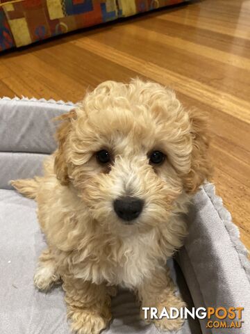 POOCHON/ Bichoodle Toy size 5.5 - 8kg Poodle Dad Bichon mum