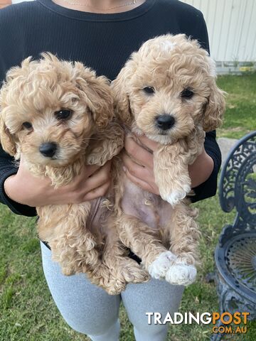 POOCHON/ Bichoodle Toy size 4.5-8kg Poodle Dad Bichon mum