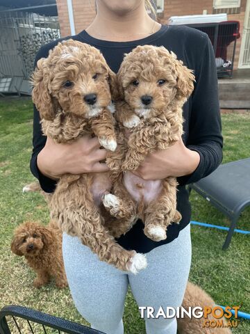 POOCHON/ Bichoodle Toy size 4.5-8kg Poodle Dad Bichon mum