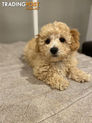 POOCHON/ Bichoodle Toy size 5.5 - 8kg Poodle Dad Bichon mum