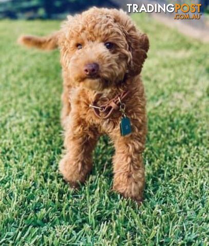 STUNNING AND EXPERIENCED RARE LIVER POINTED PURE BRED TOY POODLE STUD AVAILABLE FOR HIRE $750.00