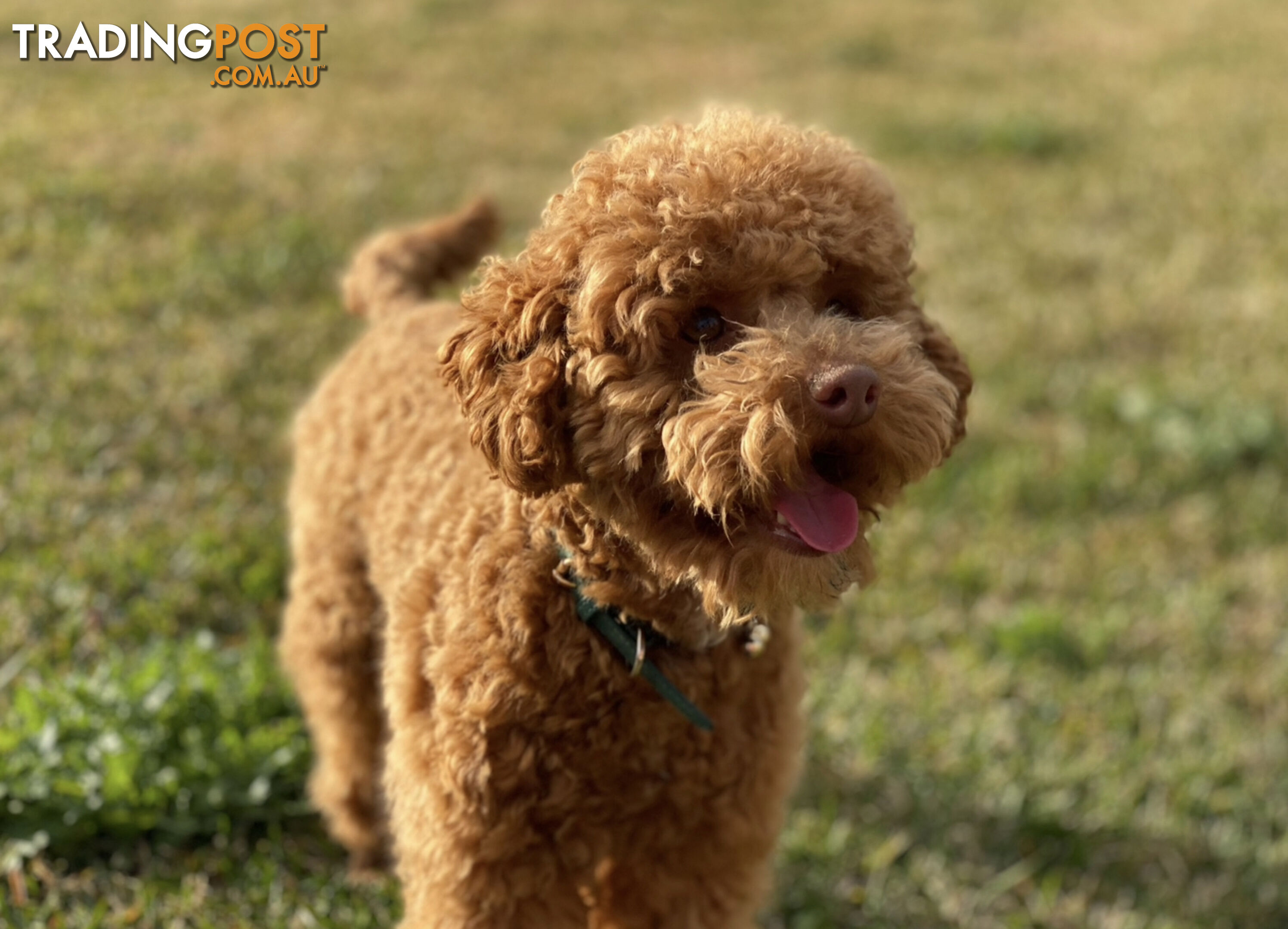 STUNNING AND EXPERIENCED RARE LIVER POINTED PURE BRED TOY POODLE STUD AVAILABLE FOR HIRE $750.00