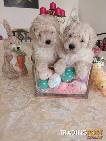 Toy Poodle Puppies  2 Females – 7 Weeks