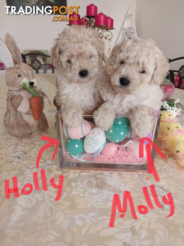 Toy Poodle Puppies  Females – 9 weeks