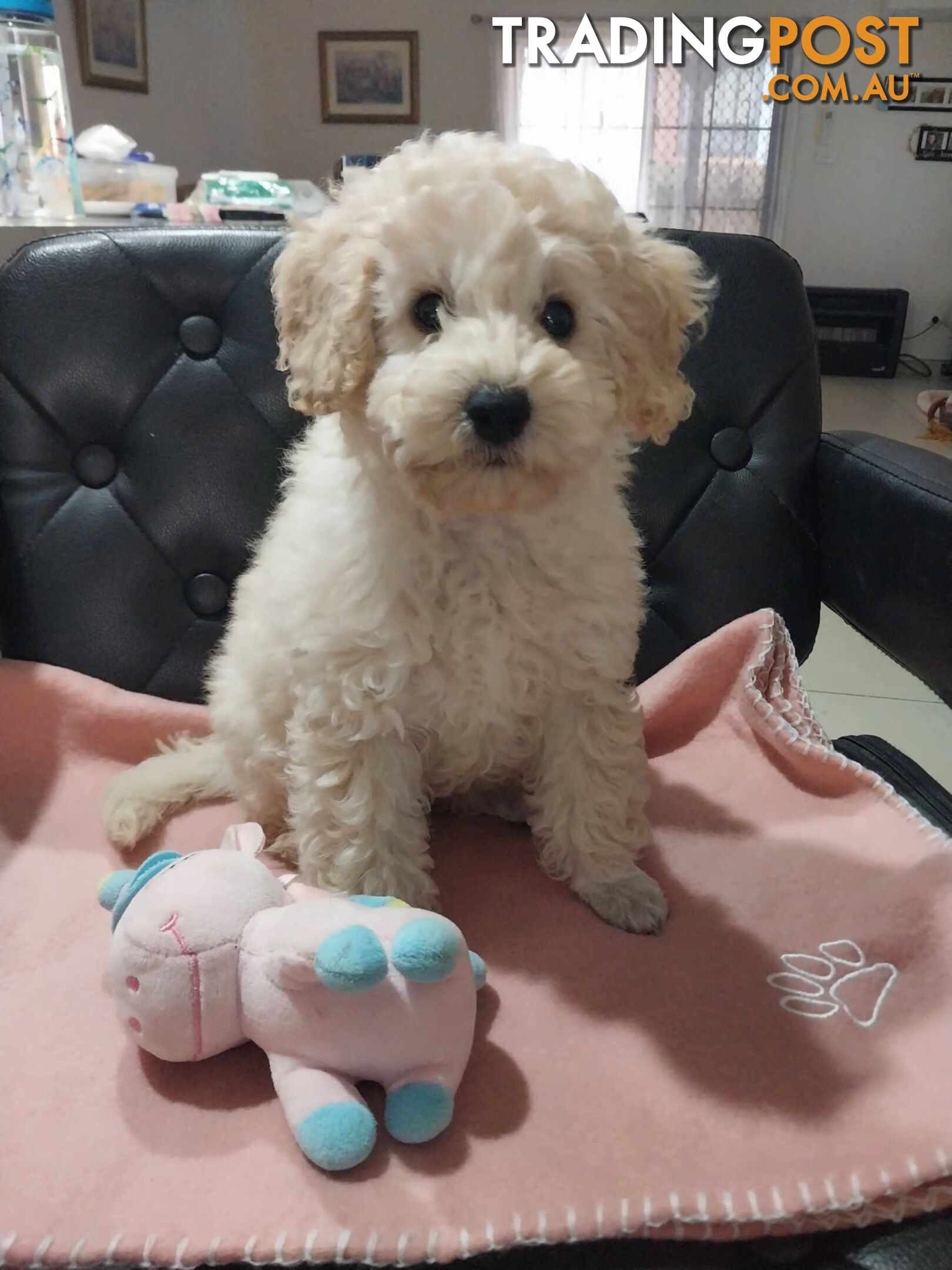 Toy Poodle Molly   Female– 10 weeks