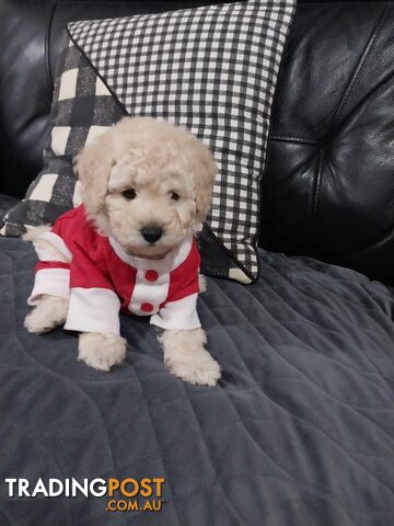 Toy Poodle Molly   Female– 10 weeks
