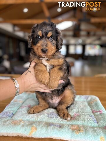 Bernedoodle puppies!! AVAILABLE NOW!!