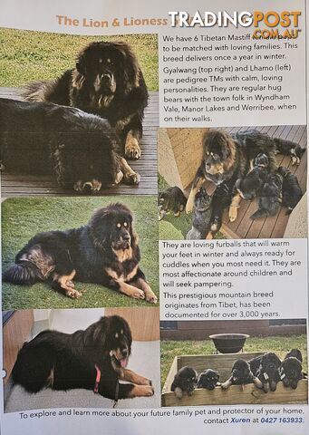 Tibetan Mastiff Female Pups