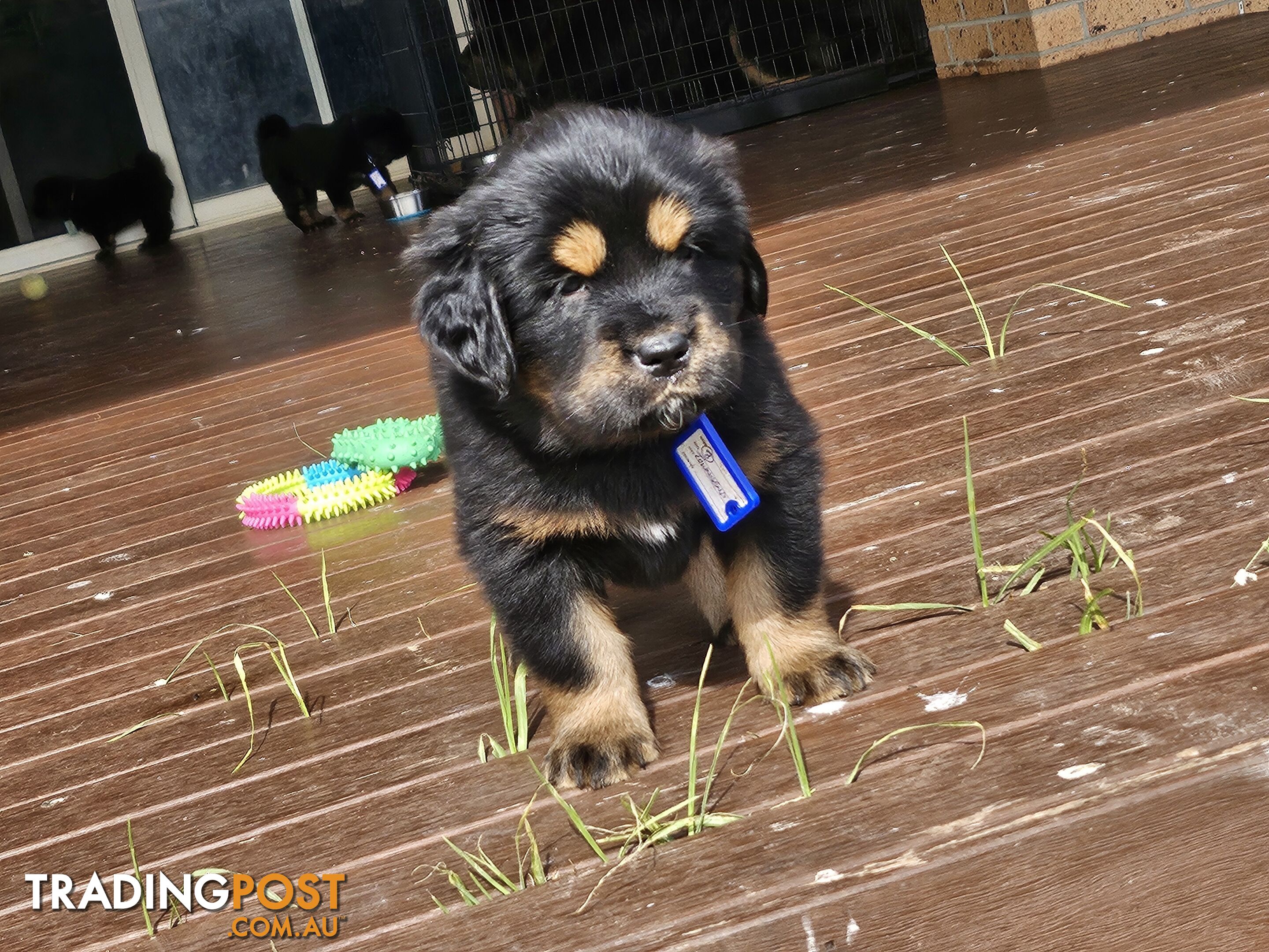 Tibetan Mastiff, 6 Pups - Pure Breed