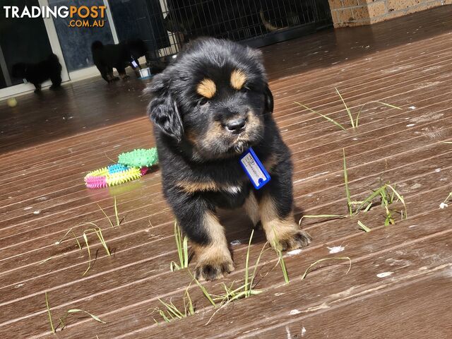 Tibetan Mastiff, 6 Pups - Pure Breed