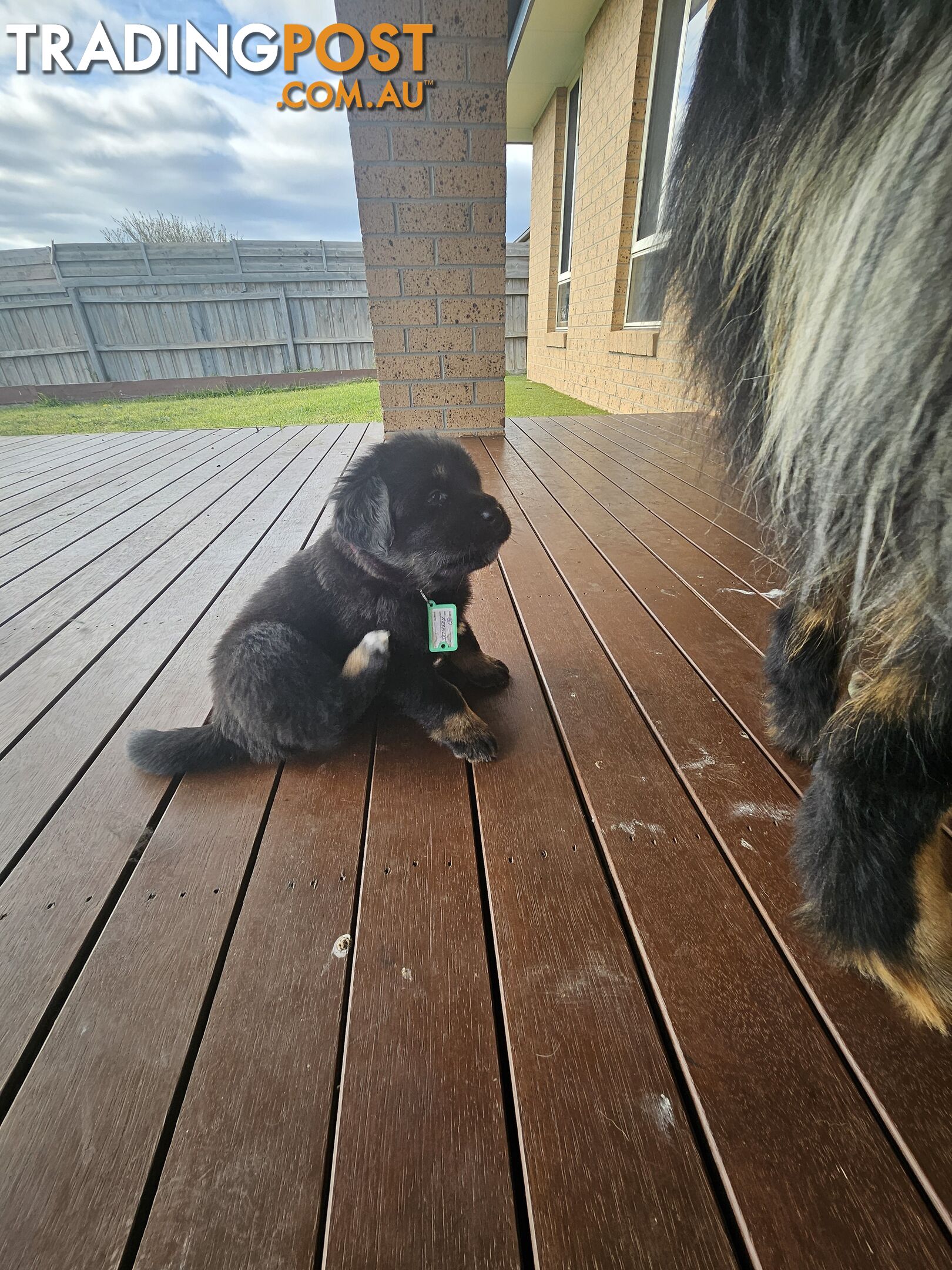 Tibetan Mastiff, 6 Pups - Pure Breed