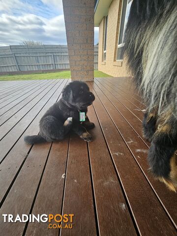 Tibetan Mastiff, 6 Pups - Pure Breed