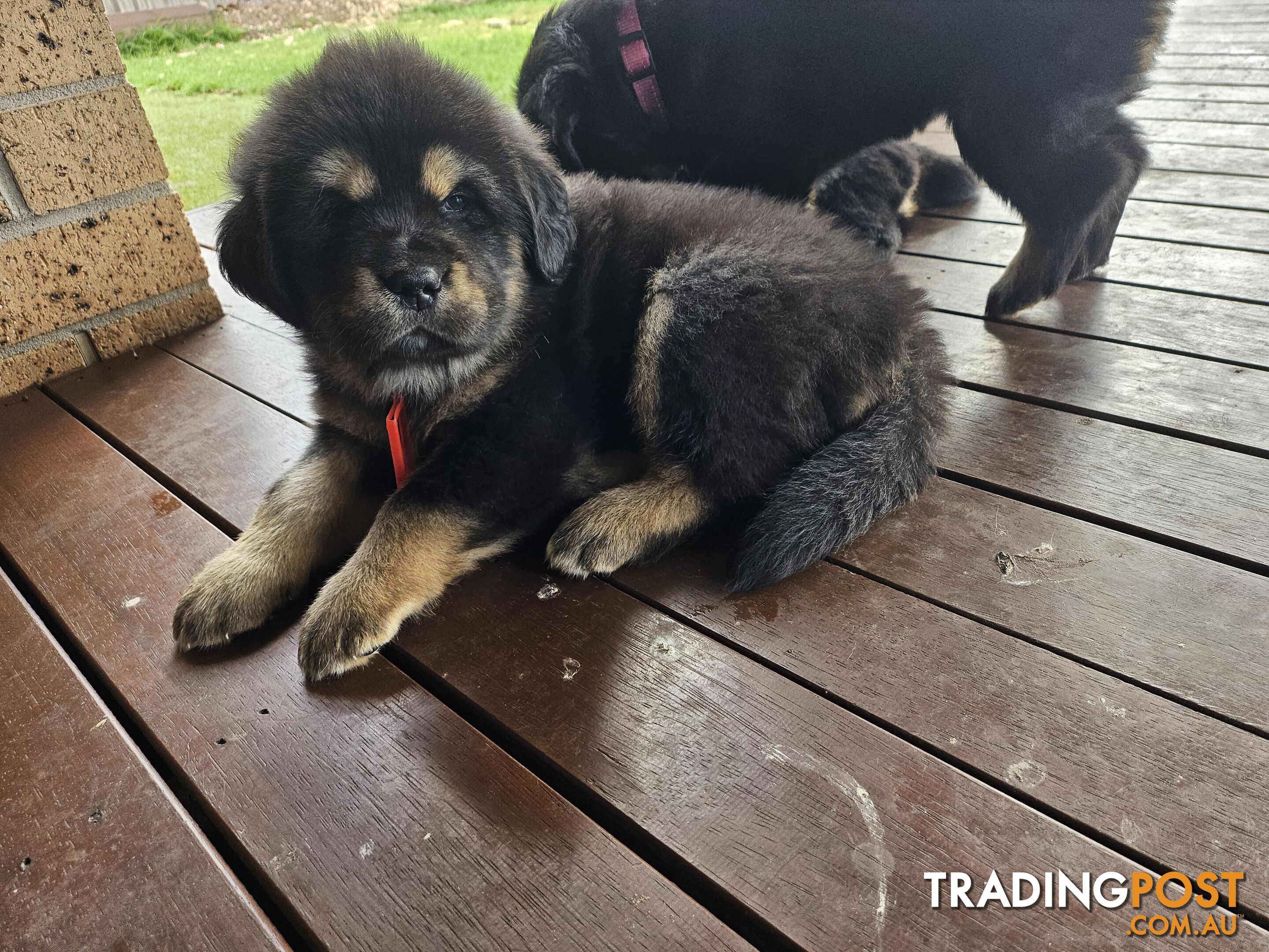 Tibetan Mastiff, 6 Pups - Pure Breed