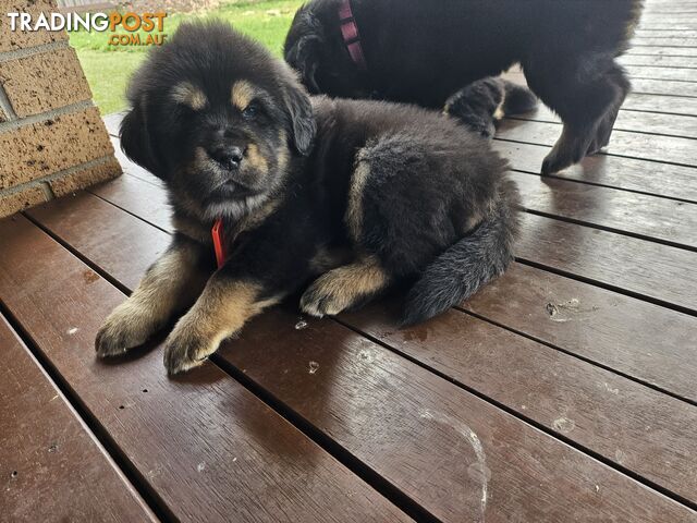 Tibetan Mastiff, 6 Pups - Pure Breed