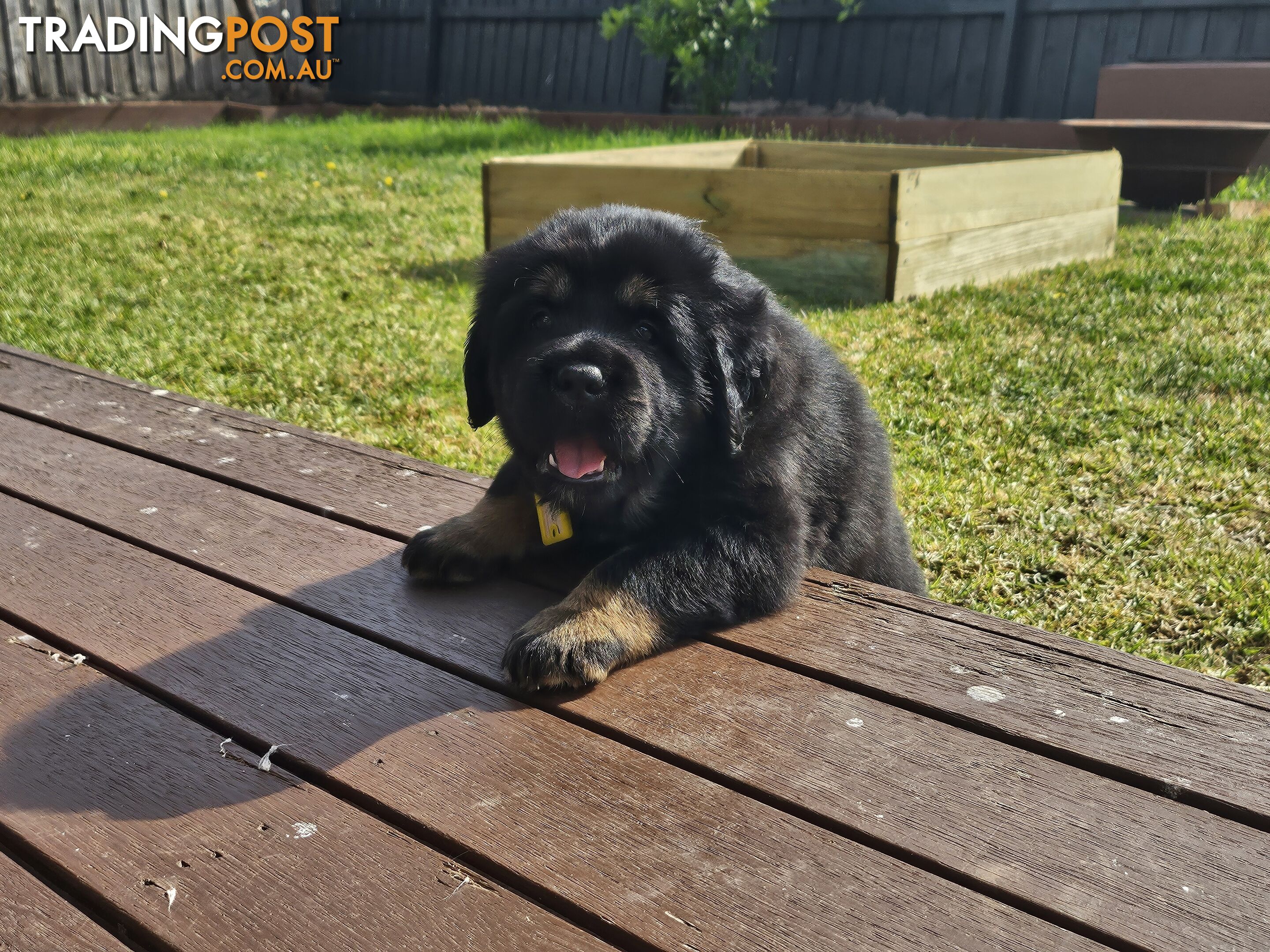 Tibetan Mastiff, 6 Pups - Pure Breed