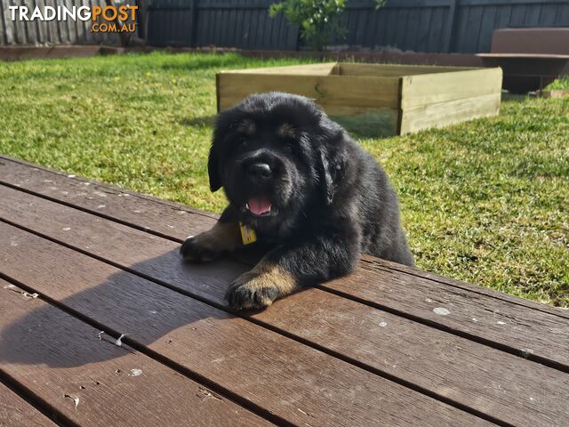 Tibetan Mastiff, 6 Pups - Pure Breed