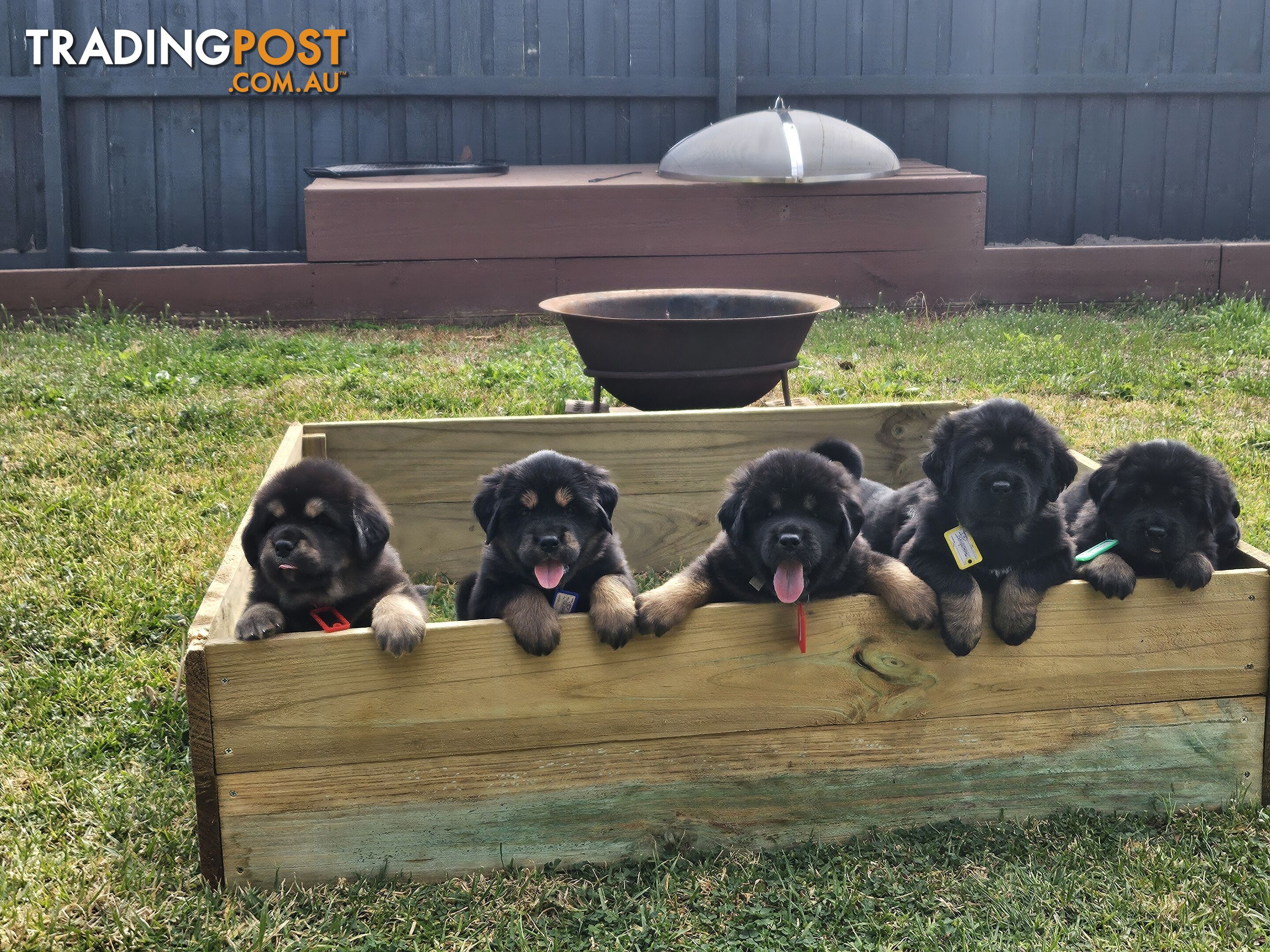 Tibetan Mastiff, 6 Pups - Pure Breed