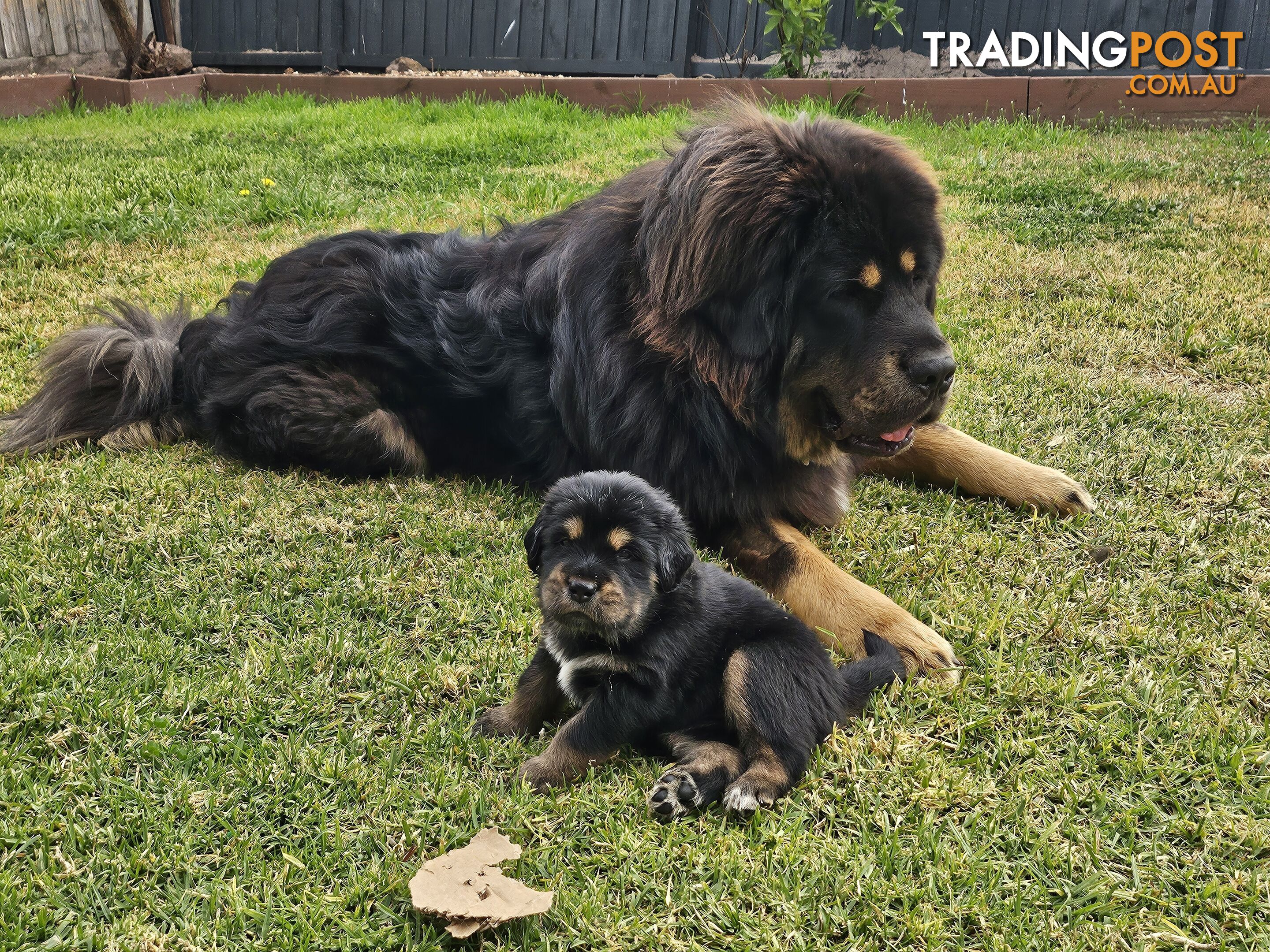 Tibetan Mastiff, 6 Pups - Pure Breed