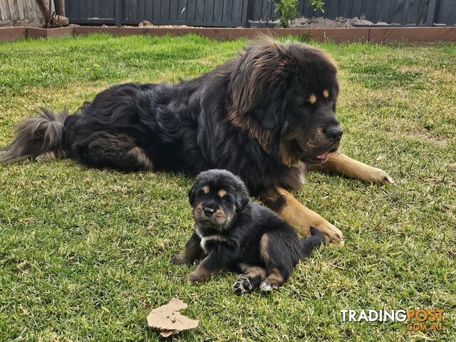 Tibetan Mastiff, 6 Pups - Pure Breed