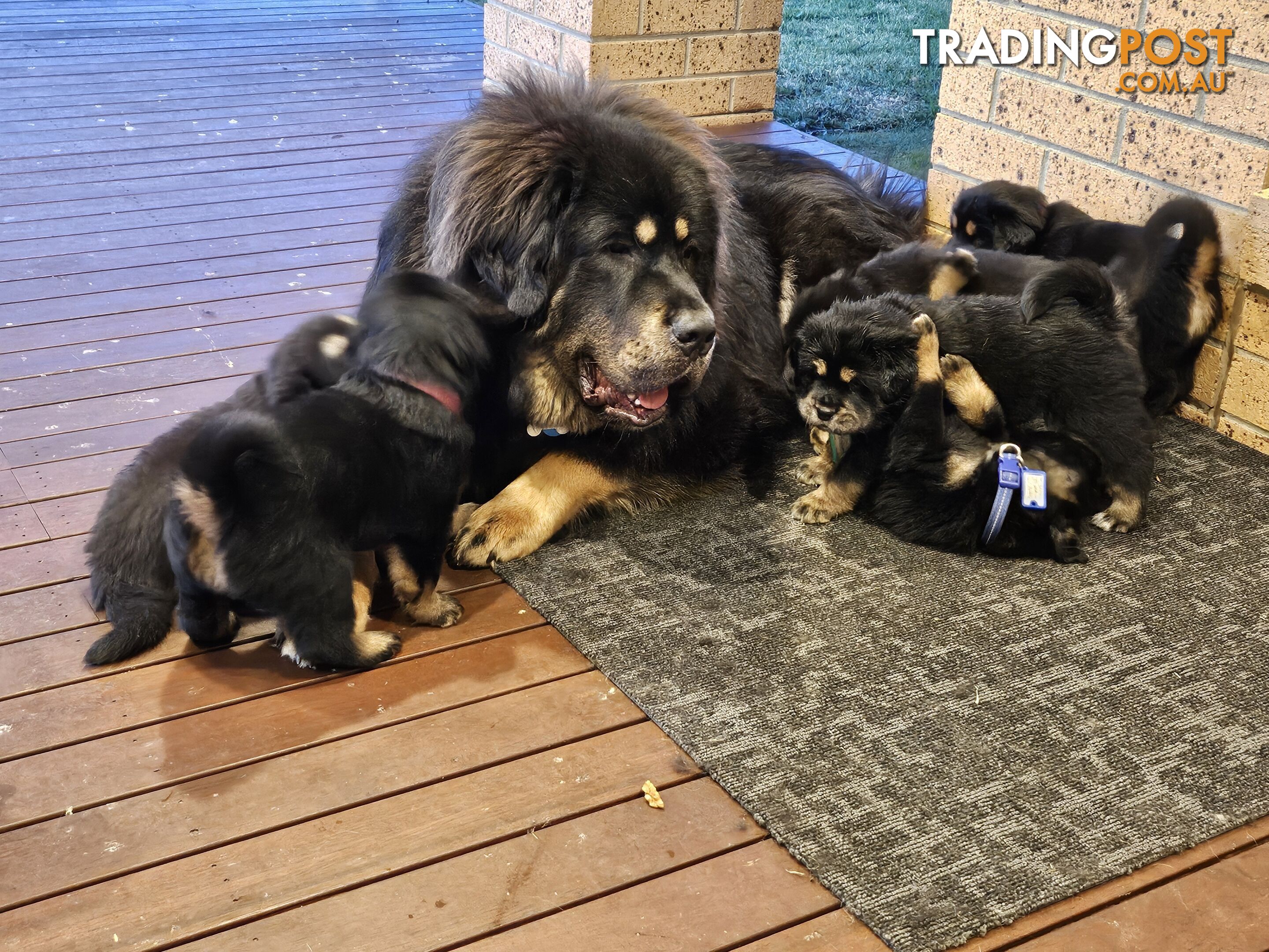 Tibetan Mastiff, 6 Pups - Pure Breed