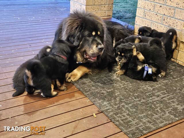 Tibetan Mastiff, 6 Pups - Pure Breed