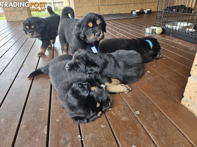 Tibetan Mastiff, 6 Pups - Pure Breed