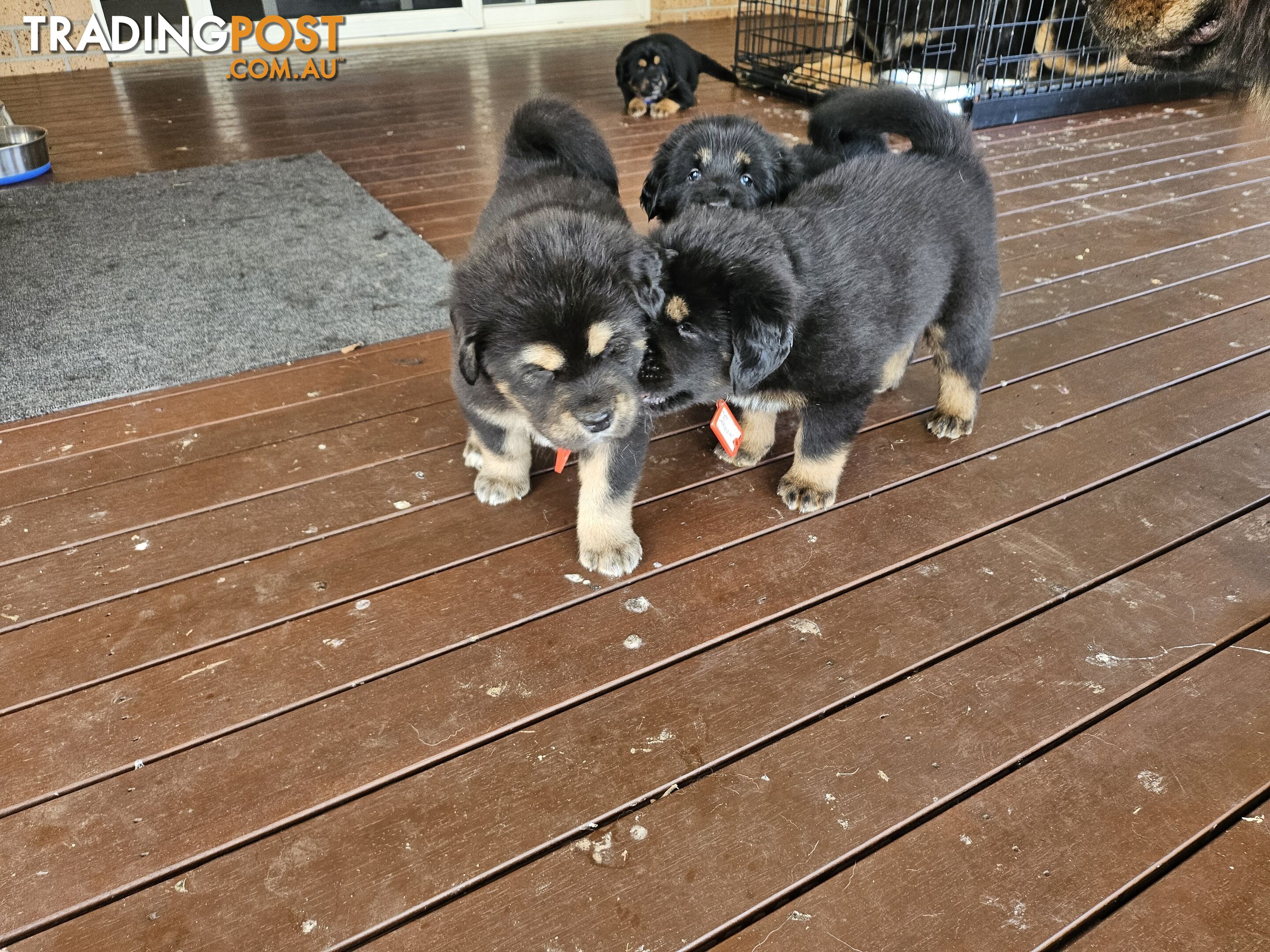 Tibetan Mastiff, 6 Pups - Pure Breed