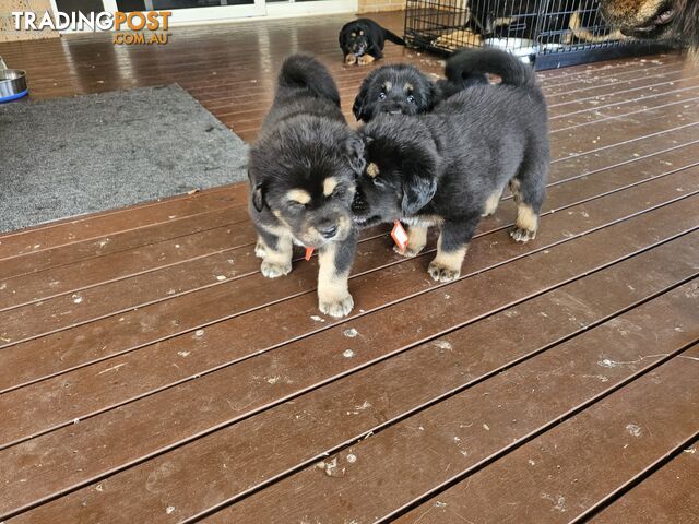 Tibetan Mastiff, 6 Pups - Pure Breed