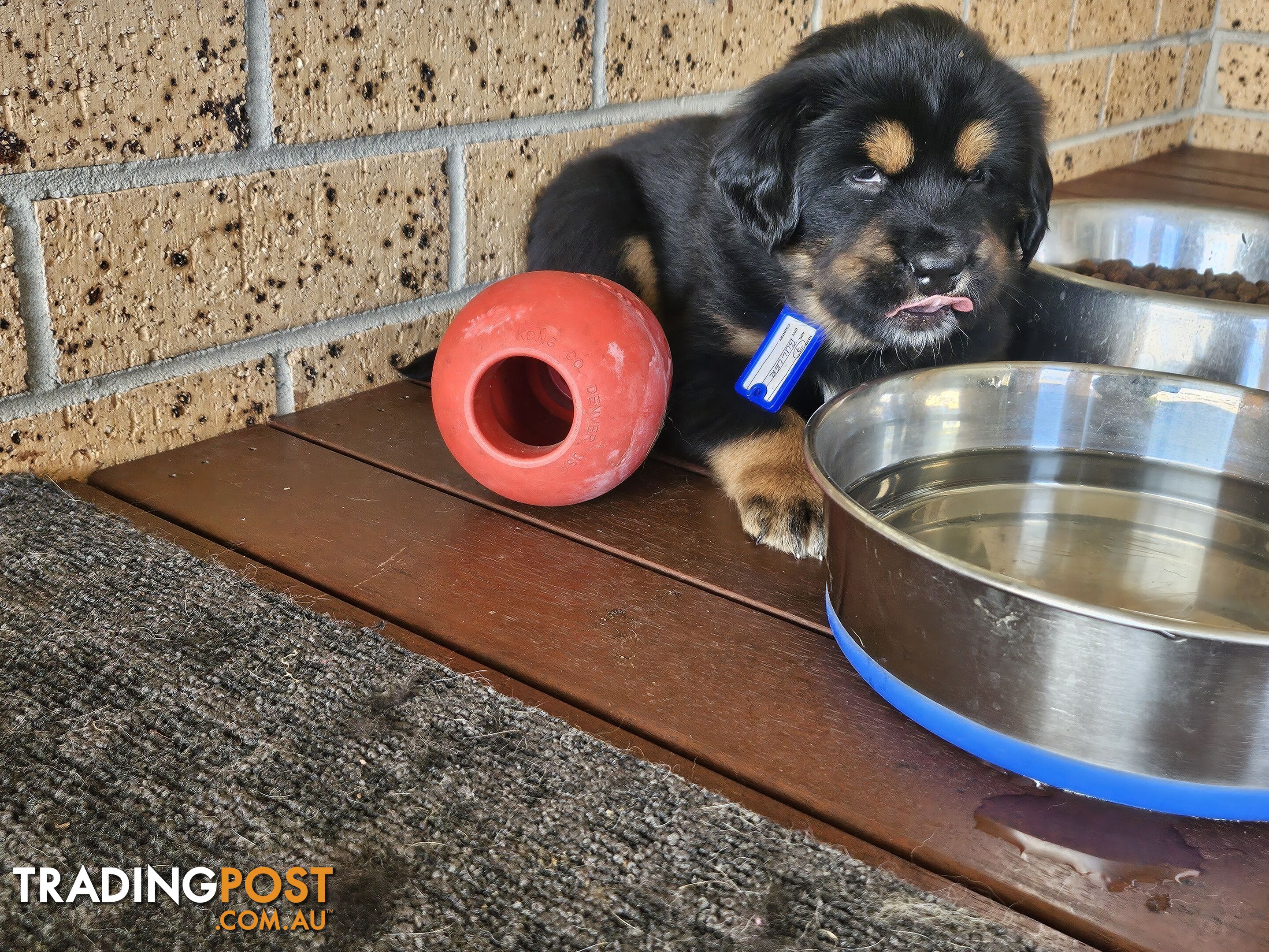 Tibetan Mastiff, 6 Pups - Pure Breed