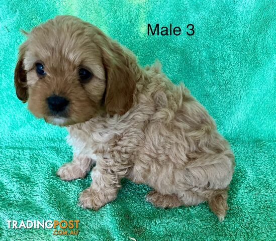 Toy Cavoodle Cavalier king charles X Toy Poodle