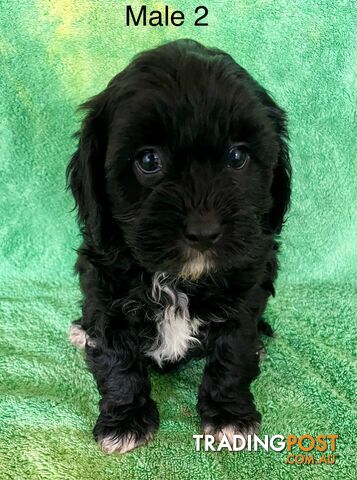 Toy Cavoodle Cavalier king charles X Toy Poodle