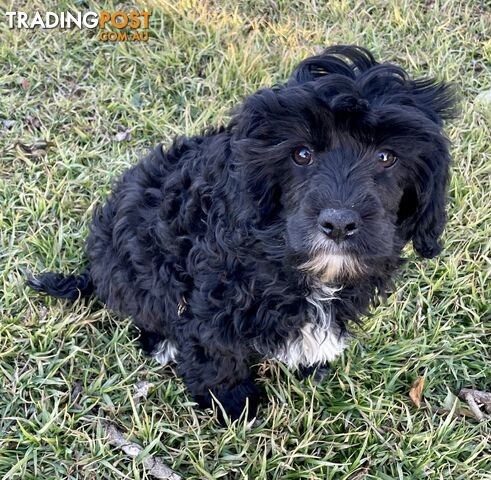 cavoodle cavalier king charles X toy poodle