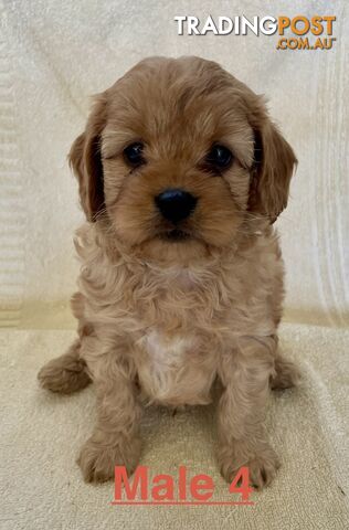 F1 Cavoodle pups Cavalier King Charles X Toy Poodle