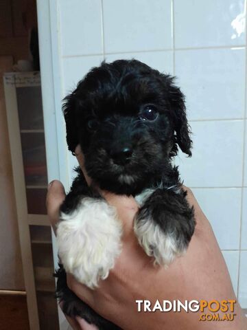 Cavoodle puppies miniature F1