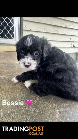 Cavoodle Puppies