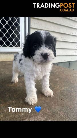 Cavoodle Puppies