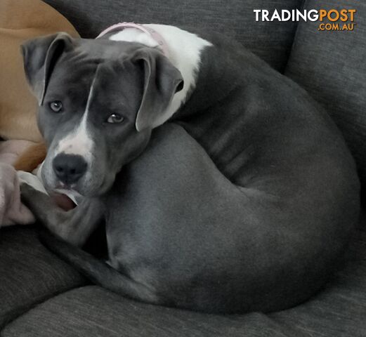 Blue and White 2 yo female American Staffordshire Terrier