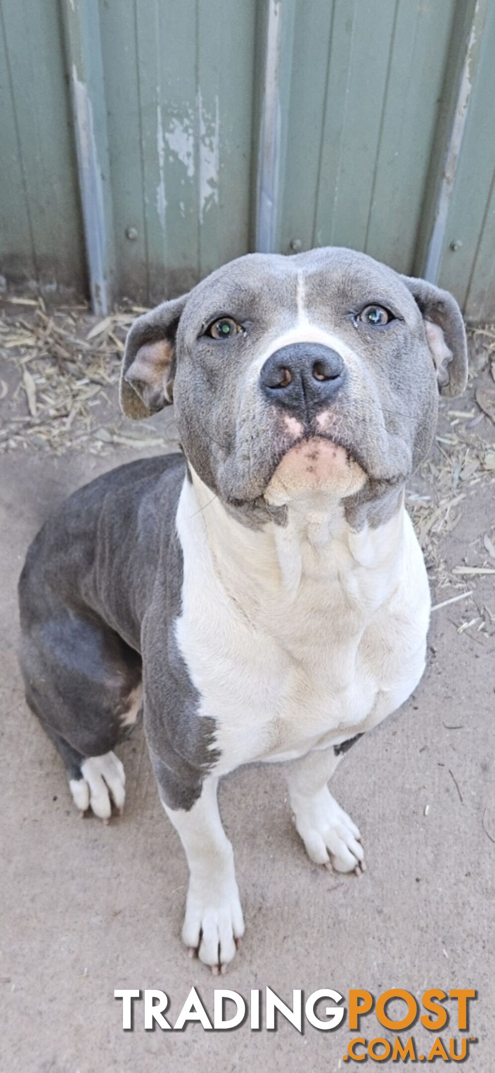 Blue and White 2 yo female American Staffordshire Terrier